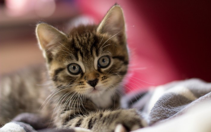 Tabby kitten lying on a blanket