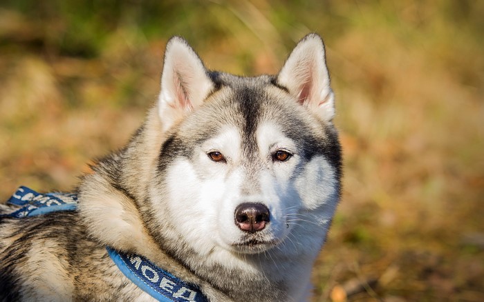 Husky dog with blue harness in nature