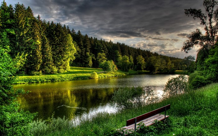 Forest and lake with a bench