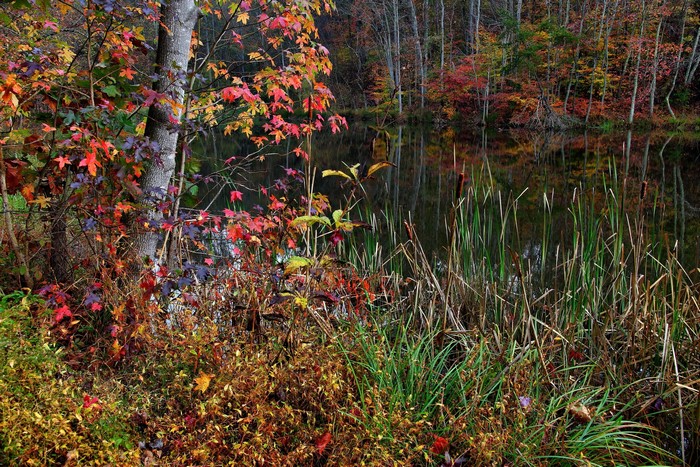 Autumn foliage by a reflective pond with cattails
