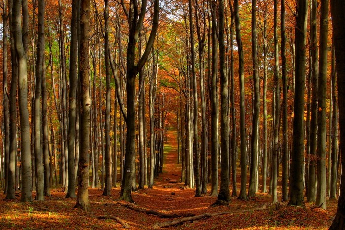Autumn forest path with colorful leaves
