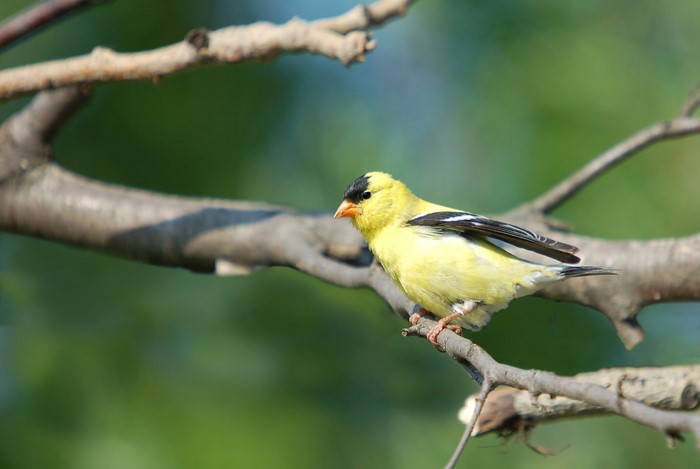 American Goldfinch perched on a branch