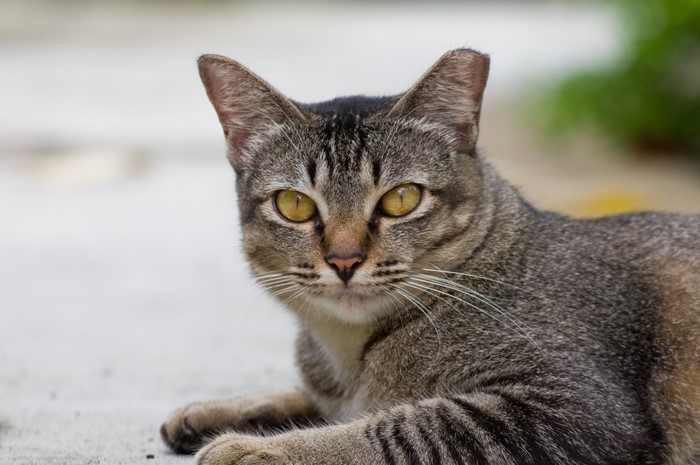 Close-up of a tabby cat