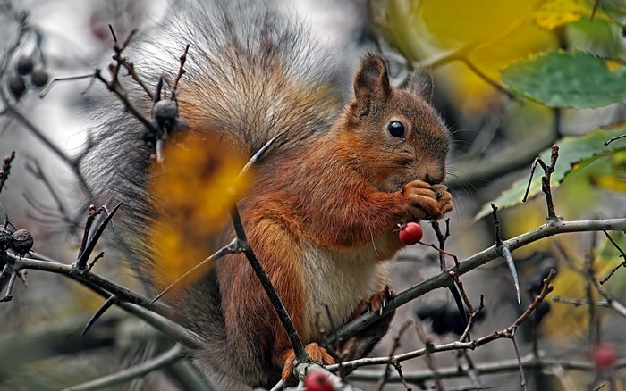 Squirrel eating a berry on a branch