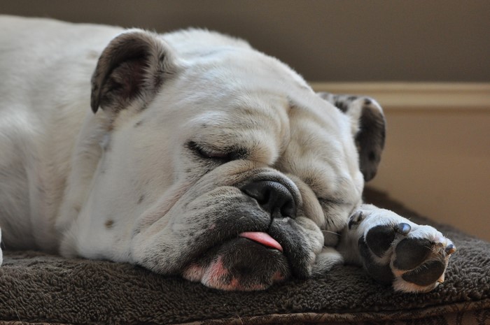 English Bulldog sleeping with tongue out