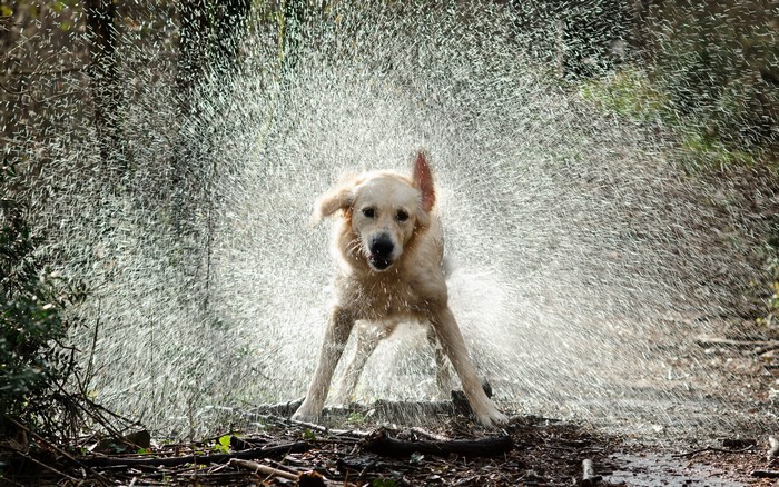 Golden Retriever dog shaking off water in a forest