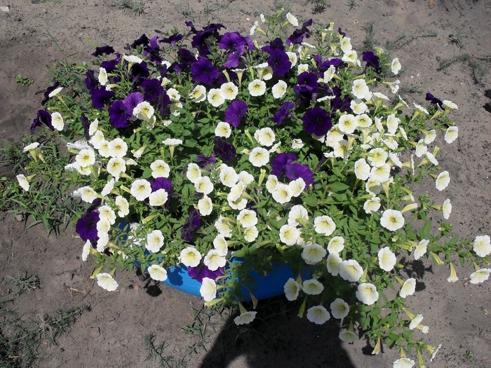 Purple and white petunias in a blue pot