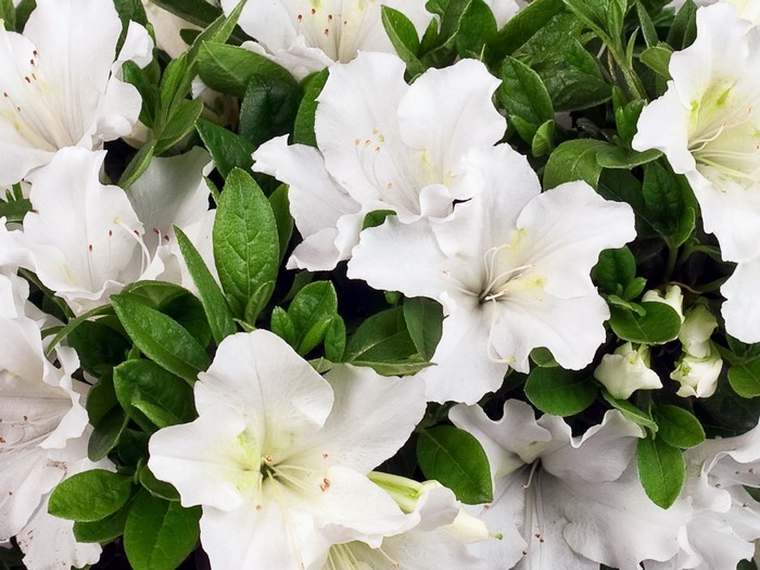 White Azalea Flowers with Green Leaves