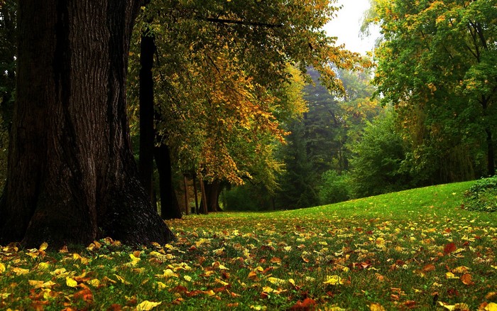 Autumn forest with fallen leaves on grass