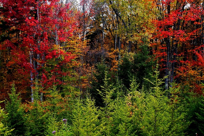 Autumn forest with red and green trees