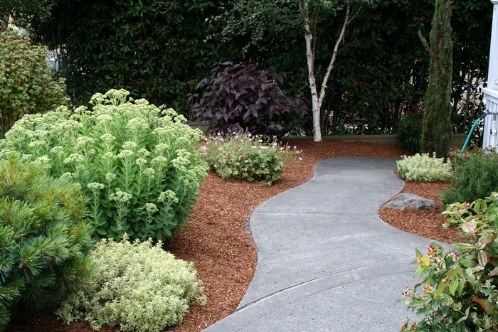 Garden path with various plants and trees