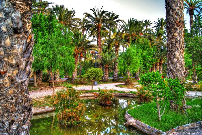 A park with palm trees and a pond