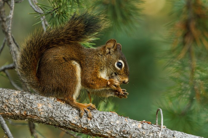 A red squirrel eating on a tree branch