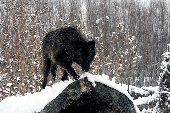 Black wolf in a snowy forest