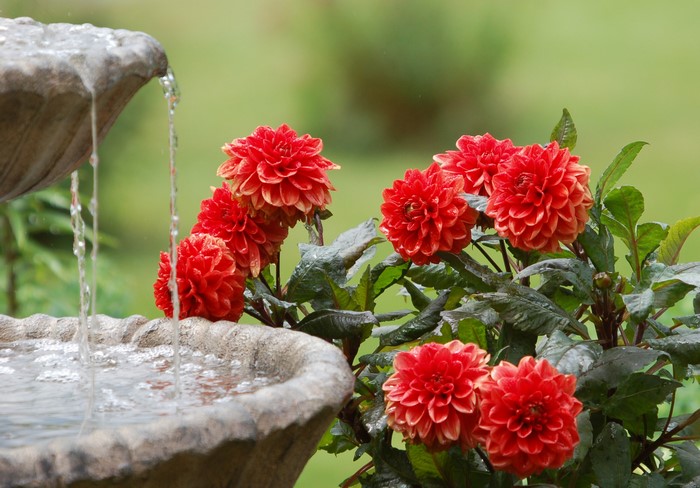 Red Dahlias next to a stone fountain with water
