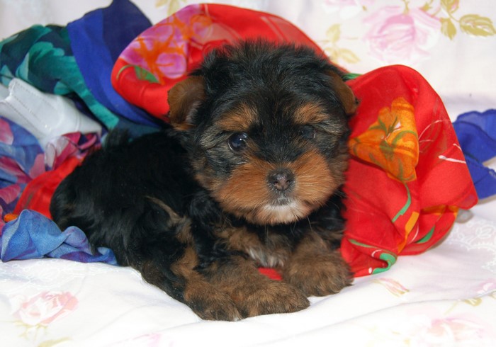 Yorkshire Terrier Puppy with Colorful Scarves