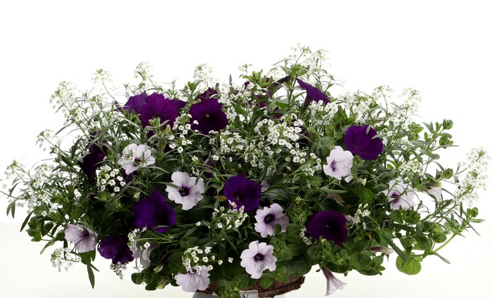 Purple and white petunias with alyssum flowers