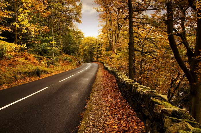 Winding Road Through Autumn Forest with Stone Wall