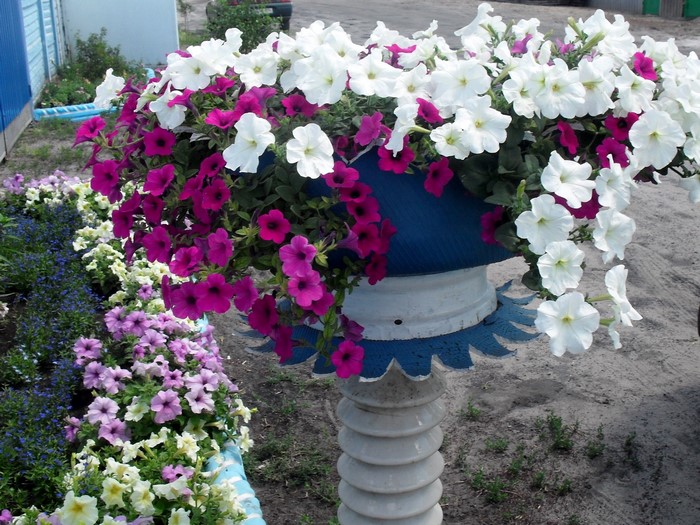 White and purple petunias in a planter