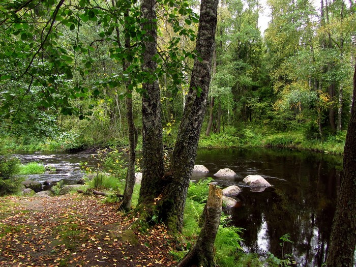 Forest path by a dark river with rocks
