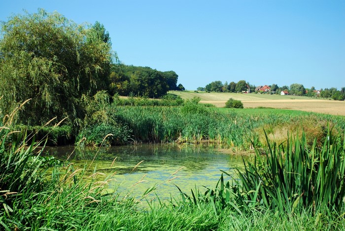 Pond with reeds and trees in Germany