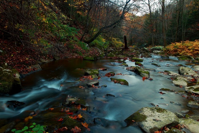 River flowing through a forest in autumn