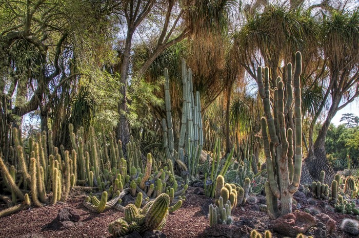 Cacti and trees in Huntington Botanical Garden