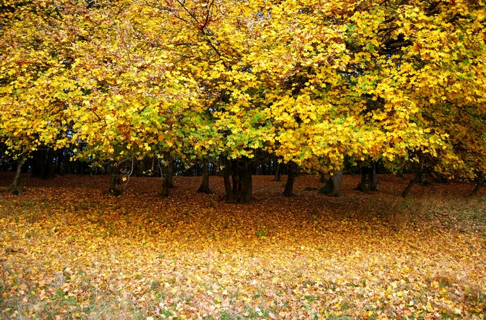 Autumn trees with fallen leaves