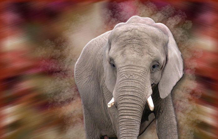 Elephant with a blurred colorful background