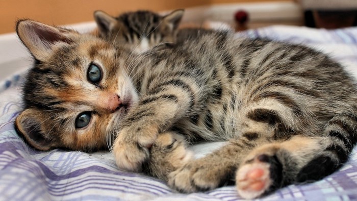 Two tabby kittens resting on a blanket