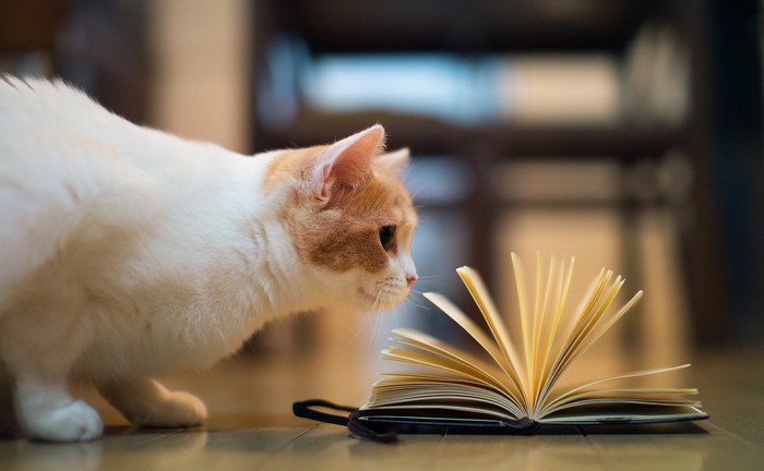 Orange and white cat looking at an open book