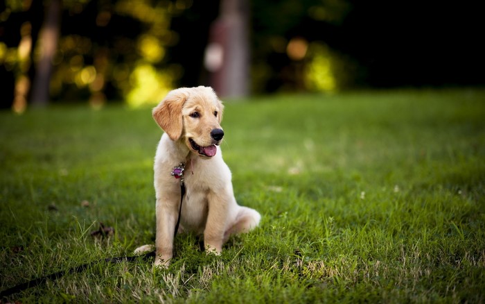 Golden Retriever puppy sitting on grass