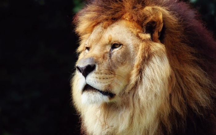 Close-up of a male lion's face