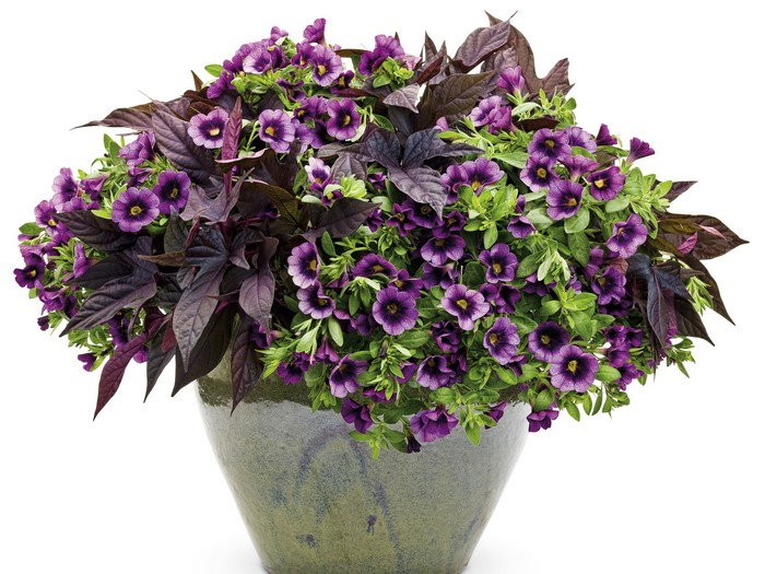 Purple Calibrachoa and Sweet Potato Vine in a Pot