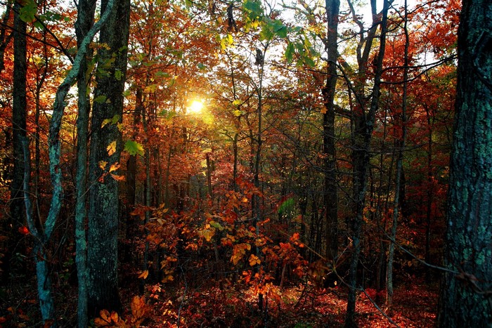 Autumn forest with sunbeams filtering through trees