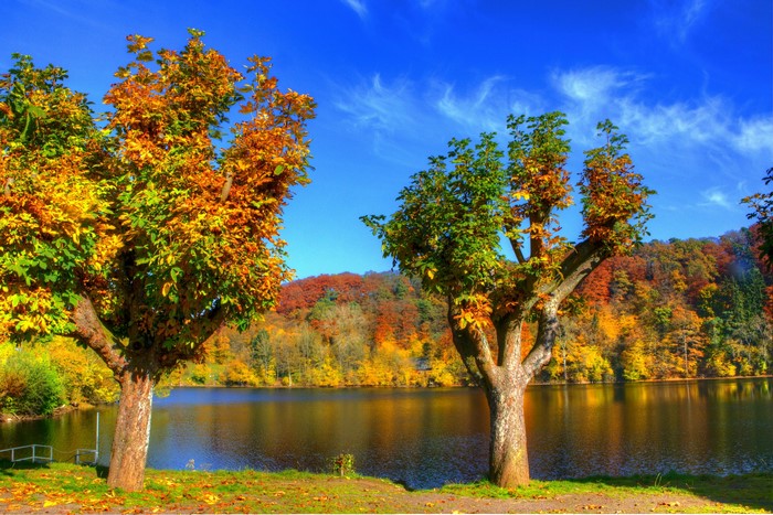 Autumn trees by a lake under a blue sky