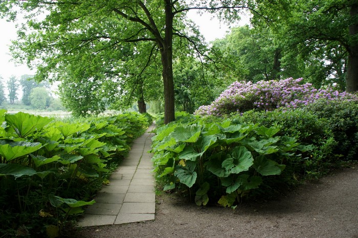 Park path with large green plants and rhododendrons