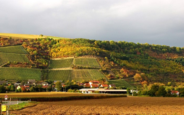 Vineyards and village in Germany during autumn