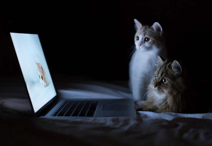 Two cats watching a laptop screen