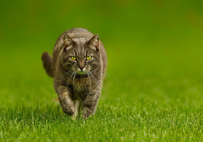 A tabby cat walks on green grass