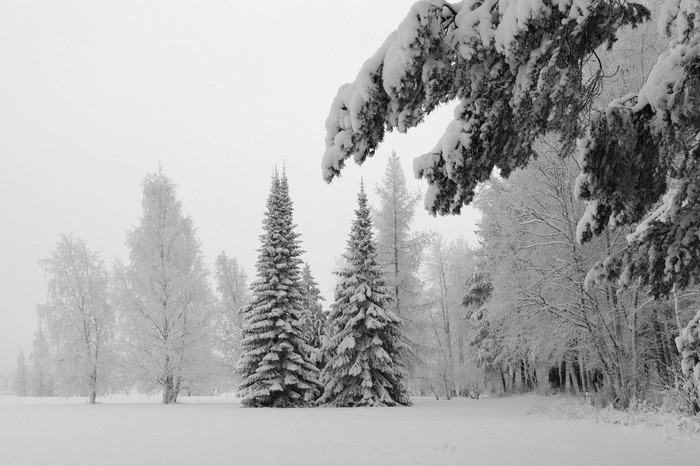 Snow-covered trees in a winter forest