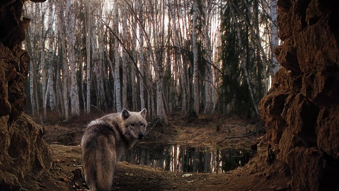 Wolf in a forest clearing
