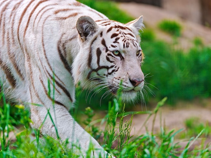 White tiger walking through green grass