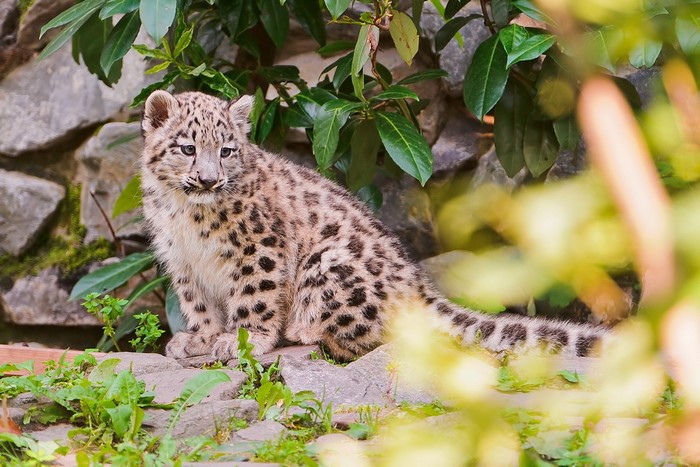 Snow leopard cub sitting on rocks