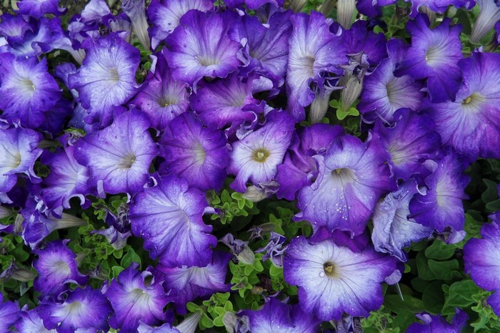 Purple and white petunias with green leaves