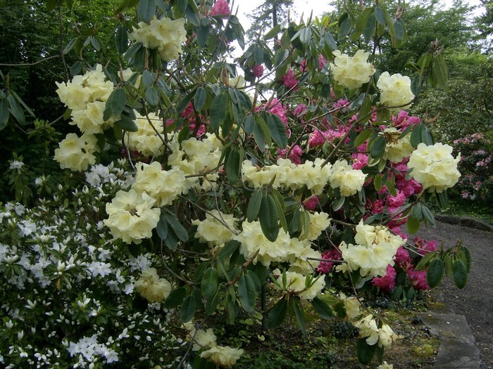 Yellow and pink rhododendrons in a garden