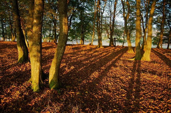 Autumn forest with fallen leaves and long shadows