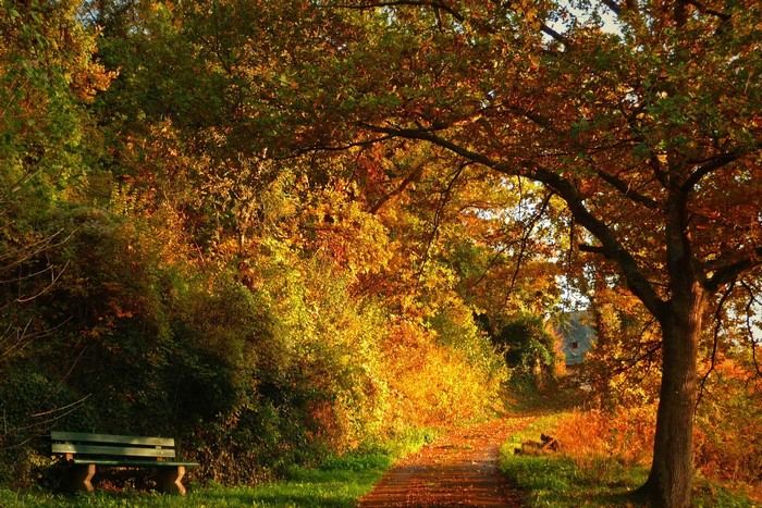 Autumn park path with bench and colorful trees
