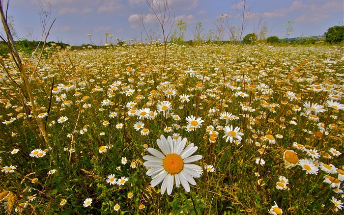 Field of Chamomile Flowers Under a Blue Sky