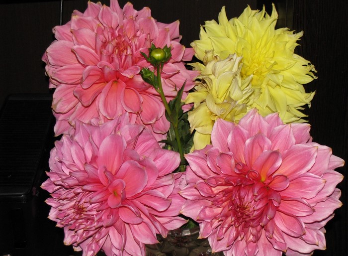Pink and yellow dahlias with a bud